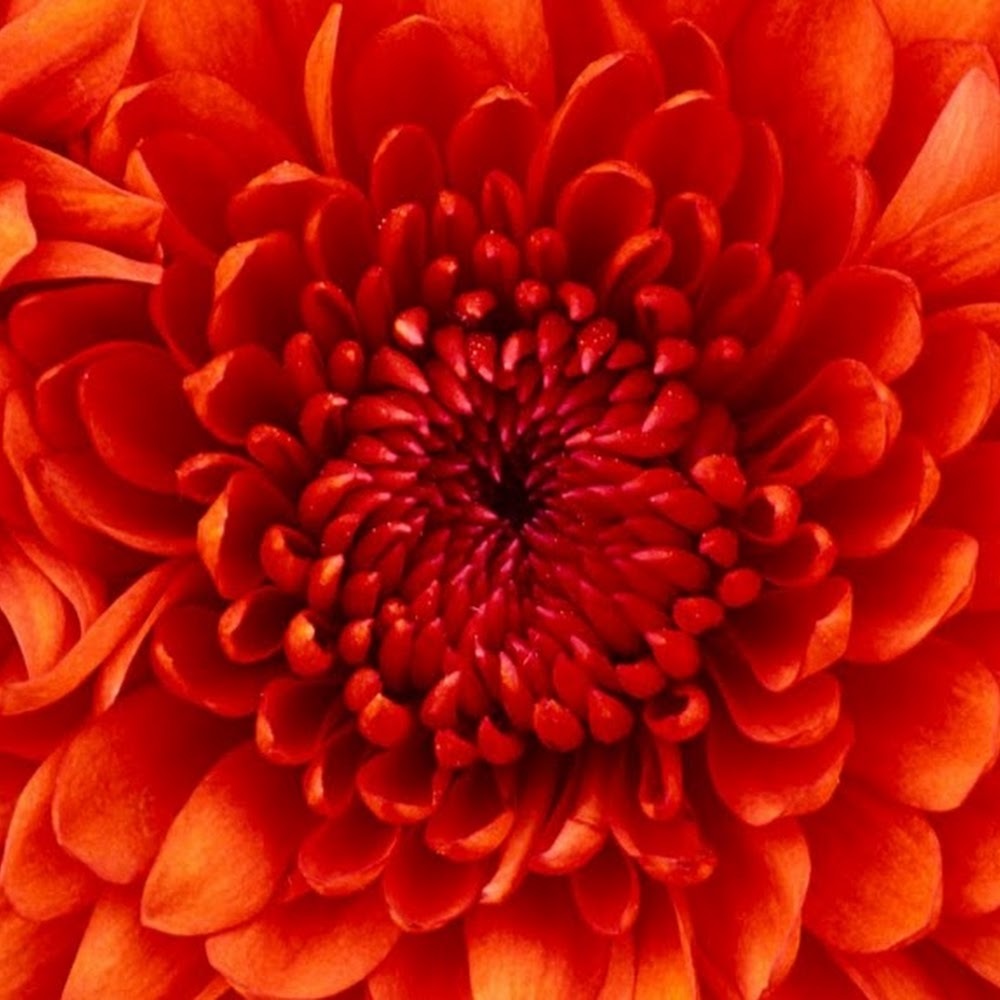 Meet your Posher, Kristina